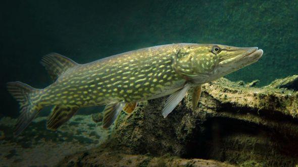 5 ошибок при ловле щуки🐟