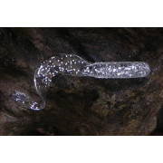 Товар силикон-съедобный &q...